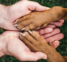 Hayvan Hakları ve Sokak Hayvanlarını Koruma Kulübü